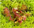 Drosera rotundifolia
